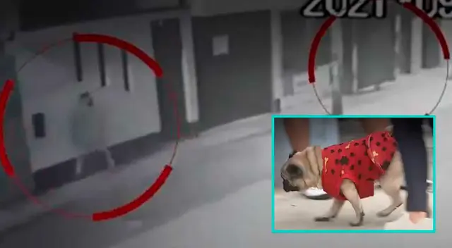 Captan a pug espantando a delincuentes en SMP.