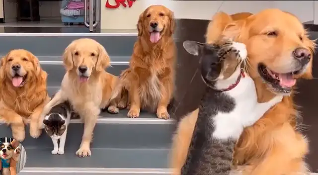 Perritos adoptan a gatito TikTok.