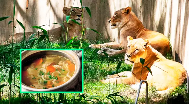 Con el fin de estimular su apetito, los cuidadores agregarán caldo de pollo, leche, queso de cabra a las dietas de los grandes felinos. Con el fin de estimular su apetito, los cuidadores agregarán caldo de pollo, leche, queso de cabra a las dietas de los grandes felinos.