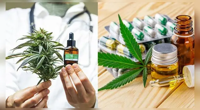 Conoce todo sobre los beneficios del cannabis medicinal. Conoce todo sobre los beneficios del cannabis medicinal.