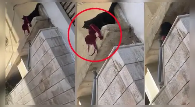 El hecho no ha tardado en volverse viral en las redes sociales. El hecho no ha tardado en volverse viral en las redes sociales.