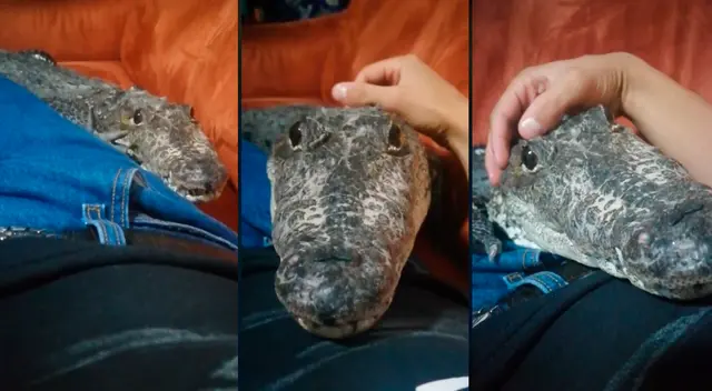 De acuerdo a los múltiples videos en su red social, el joven domestica a estas especies en su casa. De acuerdo a los múltiples videos en su red social, el joven domestica a estas especies en su casa.