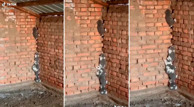 Los gatitos hicieron todo lo posible por escapar.