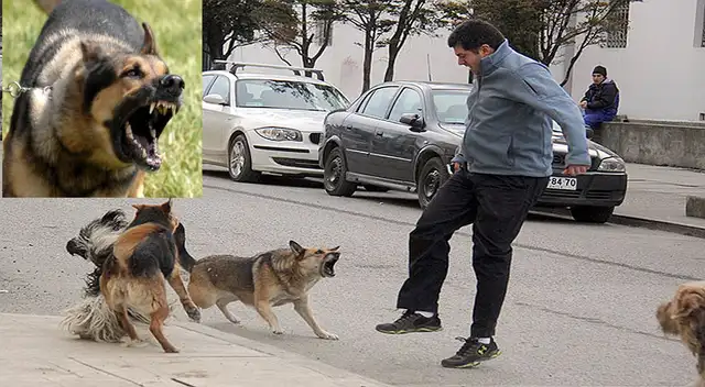 Existen varios motivos por los que un perro puede atacar. Existen varios motivos por los que un perro puede atacar.