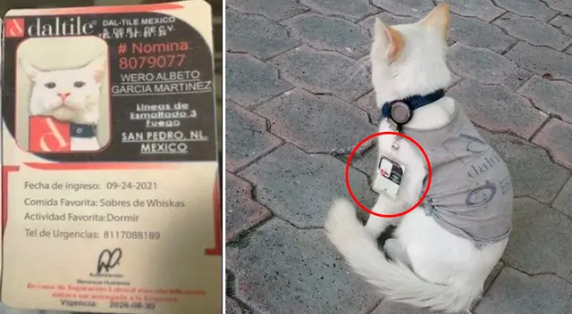 Los usuarios saludaron el noble gesto de las personas que decidieron darle una mejor calidad de vida.