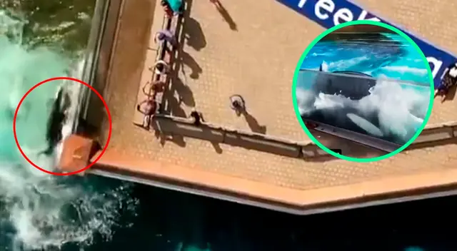 “La orca más solitaria del mundo” vive en un acuario de Canadá. “La orca más solitaria del mundo” vive en un acuario de Canadá.