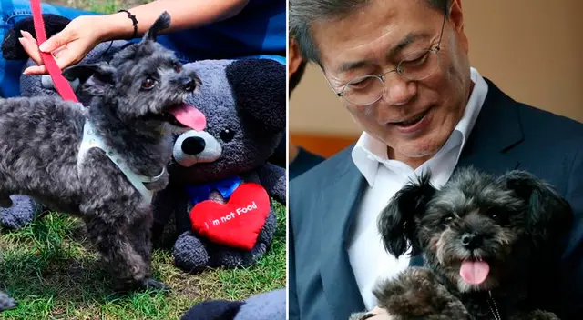 Moon es amante de los perros. Tiene varios canes, incluido a uno que rescató: Tory. Moon es amante de los perros. Tiene varios canes, incluido a uno que rescató: Tory.