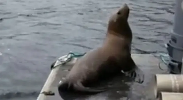 Lobo marino se subió a un barco por temor a que lo devoren las orcas pero la tripulación lo devolvió al mar Lobo marino se subió a un barco por temor a que lo devoren las orcas pero la tripulación lo devolvió al mar