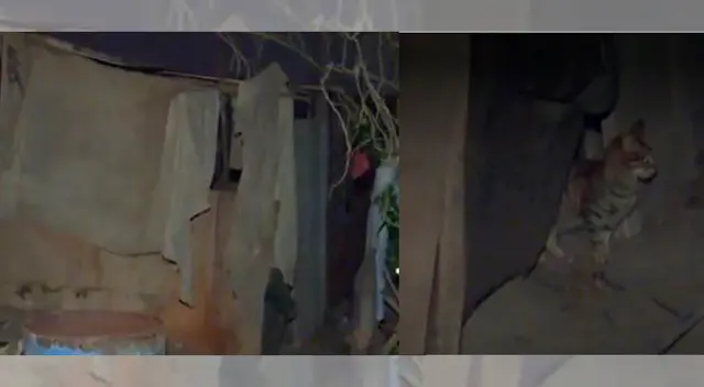 Cerco eléctrico en Ventanilla ocasionó la muerte de una pareja de enamorados que intentó rescatar a su mascota.