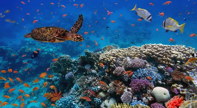 Los océanos contienen el 97% de agua del planeta. Los océanos contienen el 97% de agua del planeta.