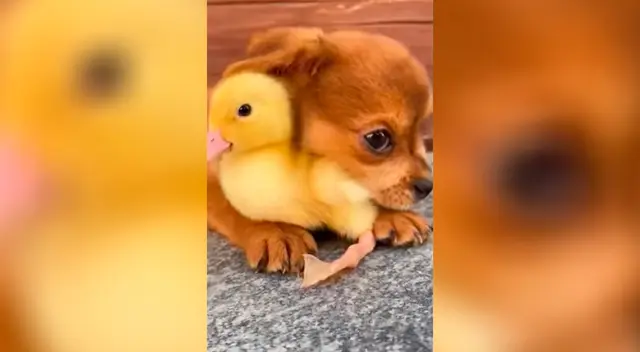 Perrito y patito conmueven a usuarios de redes sociales.