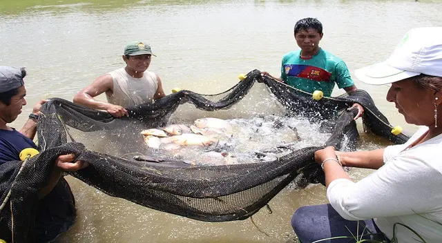La pesca en el Perú es una actividad económica importante. La pesca en el Perú es una actividad económica importante.