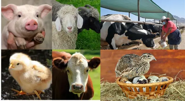 La mayoría de estos animales son utilizados para el consumo directo. La mayoría de estos animales son utilizados para el consumo directo.