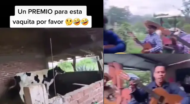 Peculiar video en un establo se hizo viral en las redes sociales. Peculiar video en un establo se hizo viral en las redes sociales.