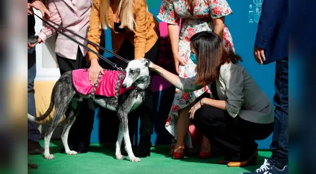 La nueva Ley de protección y derechos de los animales, también prohíbe dejarlos sin supervisión por mas de 24 horas consecutivas. La nueva Ley de protección y derechos de los animales, también prohíbe dejarlos sin supervisión por mas de 24 horas consecutivas.