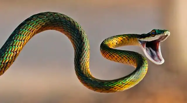 Significad de soñar con culebras que te muerden Significad de soñar con culebras que te muerden