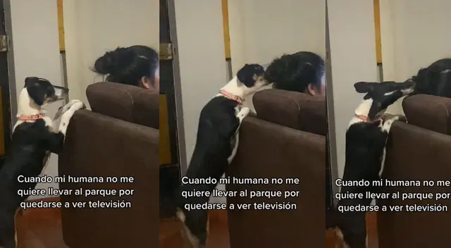 Singular reacción del perro se hizo viral en las redes sociales.