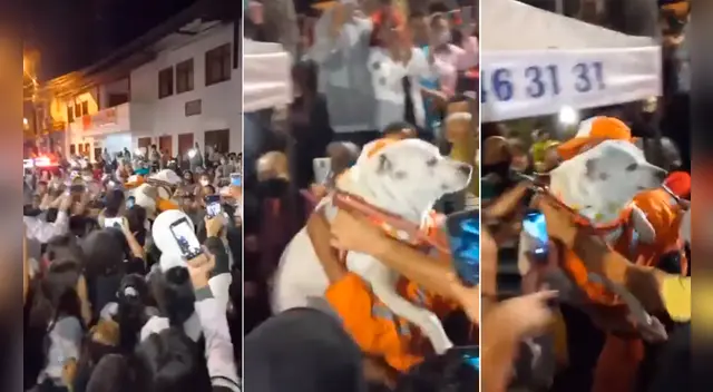 Tras el regreso de Beethoven a Santa Bárbara, ciudadanos de otras partes de Colombia ofrecieron obsequiarle un chip de ubicación, collares y atención veterinaria. Foto: Twitter/@Guardianes_Ant