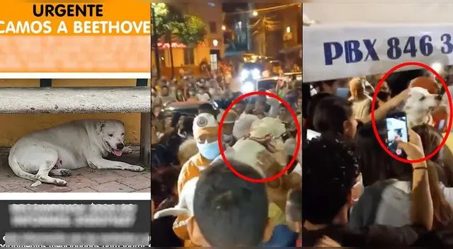 Realizan celebración por el regreso de un perro que estuvo perdido durante una semana en Colombia. Realizan celebración por el regreso de un perro que estuvo perdido durante una semana en Colombia.
