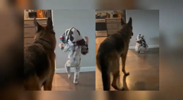 El hecho es viral en las redes sociales. El hecho es viral en las redes sociales.