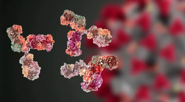 EPFL indicó en un comunicado que el anticuerpo “uno de los más potentes hasta ahora identificados contra el SARS-CoV-2”. EPFL indicó en un comunicado que el anticuerpo “uno de los más potentes hasta ahora identificados contra el SARS-CoV-2”.