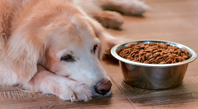 La temperatura normal en los perros es entre los 38° y 39°. Cuando supera los 39° se considera fiebre. La temperatura normal en los perros es entre los 38° y 39°. Cuando supera los 39° se considera fiebre.
