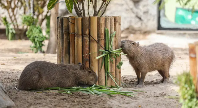 Día de las Áreas Naturales Protegidas. Día de las Áreas Naturales Protegidas.