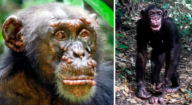 Los análisis muestras de heces de los chimpancés confirmaron que los animales portaban la bacteria de la lepra. Los análisis muestras de heces de los chimpancés confirmaron que los animales portaban la bacteria de la lepra.