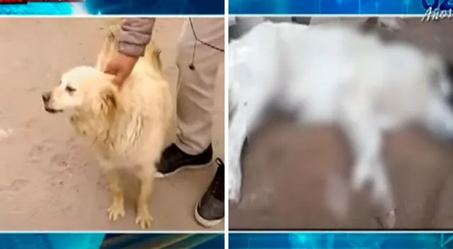 Vecinos piden ayuda a las autoridades para evitar que más perritos de la zona sean envenenados. Vecinos piden ayuda a las autoridades para evitar que más perritos de la zona sean envenenados.