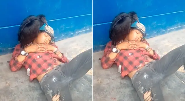 El hombre no sintió la presencia del ave.