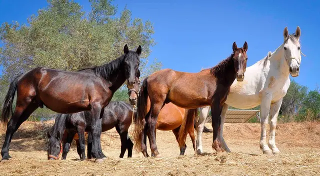 Significado de soñar con caballos Significado de soñar con caballos
