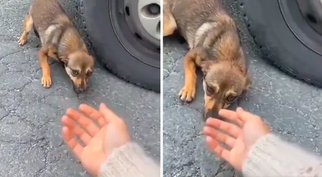 Perrito callejero es adoptado. Perrito callejero es adoptado.