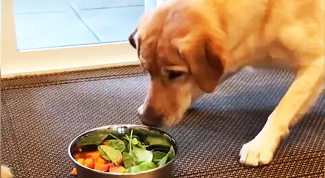 El especialista menciona que el perro se ha ido adaptando a la dieta del humano. El especialista menciona que el perro se ha ido adaptando a la dieta del humano.