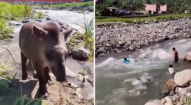 Los niños compartieron un momento de juego con el tapir en el río Kimbiri, en Cusco. Los niños compartieron un momento de juego con el tapir en el río Kimbiri, en Cusco.