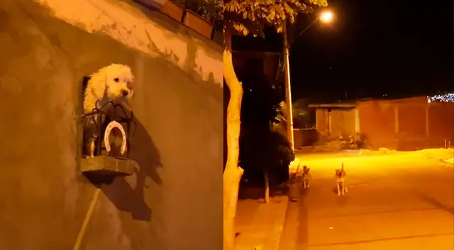 El palco tiene el tamaño ideal para la cachorrita y se encuentra adornado con rendijas y una herradura.