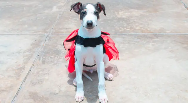 Entérate dónde y a qué hora se desarrollará esta importante labor social. Entérate dónde y a qué hora se desarrollará esta importante labor social.