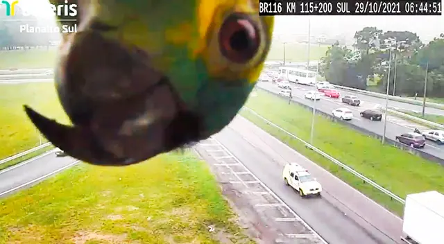 El loro fue identificado con el nombre científico Amazona aestiva. El loro fue identificado con el nombre científico Amazona aestiva.