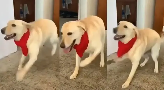 Particular escena protagonizada por un perro se hizo viral en las redes sociales.