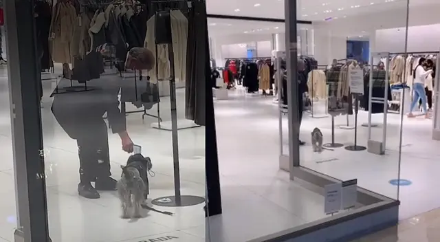 Peculiar escena del perrito se hizo viral en las redes sociales. Peculiar escena del perrito se hizo viral en las redes sociales.