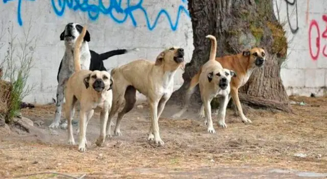 Jauría de perros acabó con la vida de una joven.