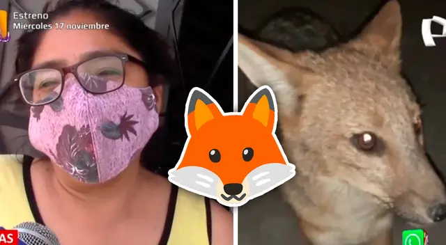 Zorro causa temor en vecinos de Comas, porque se come a los animales de granja.