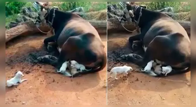 Las tiernas imágenes se han vuelto virales en Facebook. Las tiernas imágenes se han vuelto virales en Facebook.