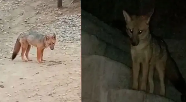 Zorrito de Comas es capturado por SERFOR