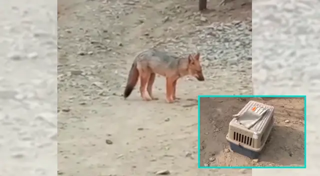 Rum Rum desaparece para no ser capturado por Serfeor.