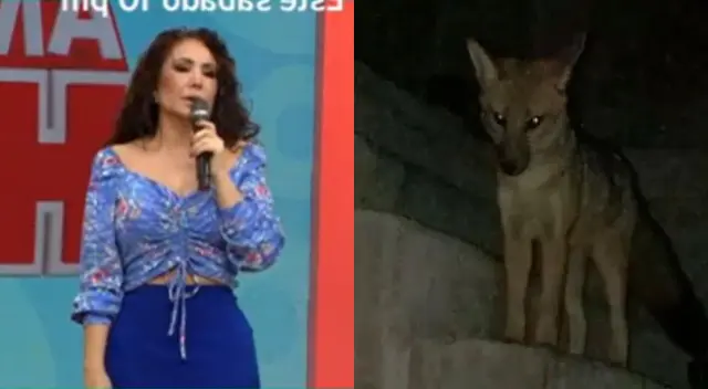Janet Barboza resaltó que los animales le dan ternura, y le da pena que estén comercializando con zorros salvajes.