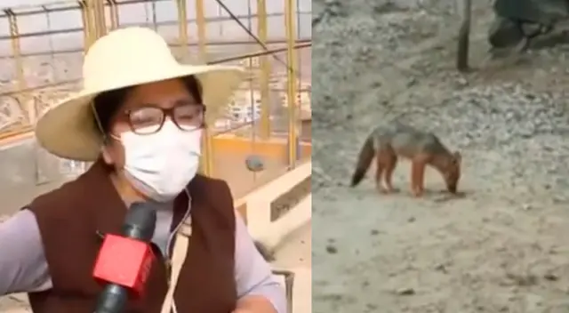 Zorro no habría comido carne con somníferod de Serfor y su dueña asegura que el sabía. Zorro no habría comido carne con somníferod de Serfor y su dueña asegura que el sabía.