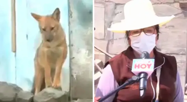 Run Run aún no ha sido capturado por los agentes del Servicio Nacional Forestal (SERFOR). Run Run aún no ha sido capturado por los agentes del Servicio Nacional Forestal (SERFOR).