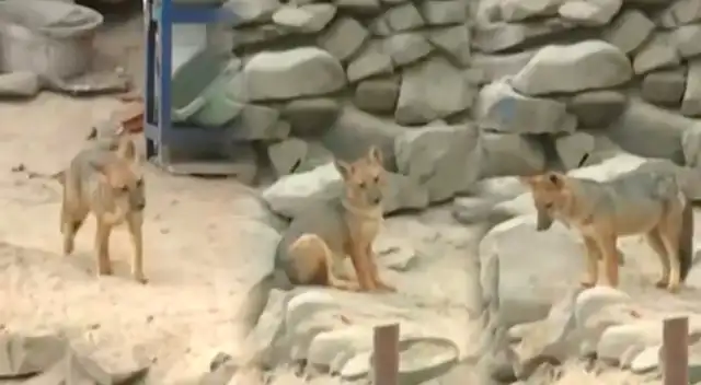 Zorrito es captado en vivo por cámaras de América Noticias