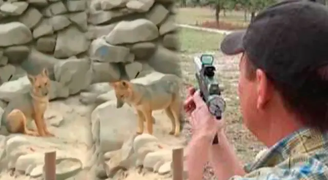 Zorrito podría recibir dardos para dormirlo y trasladarlo al zoológico Zorrito podría recibir dardos para dormirlo y trasladarlo al zoológico