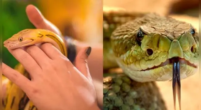 Es una de los sueños que a muchos nos aterra. Es una de los sueños que a muchos nos aterra.